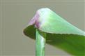  Base of leaf blade